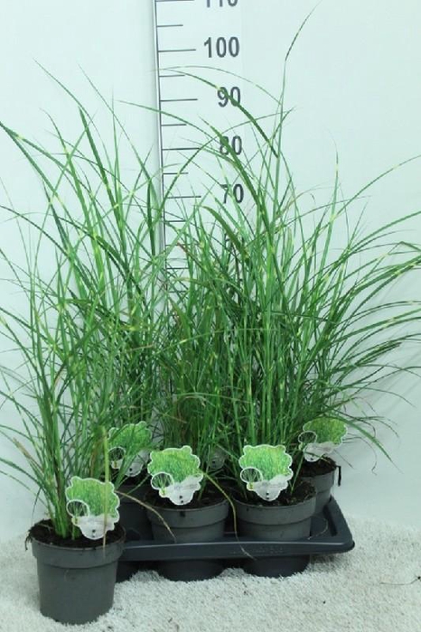 <h4>Miscanthus Sin Stric</h4>