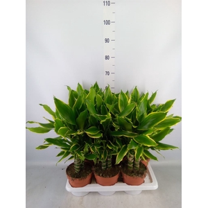 Dracaena frag. 'Golden Coast'