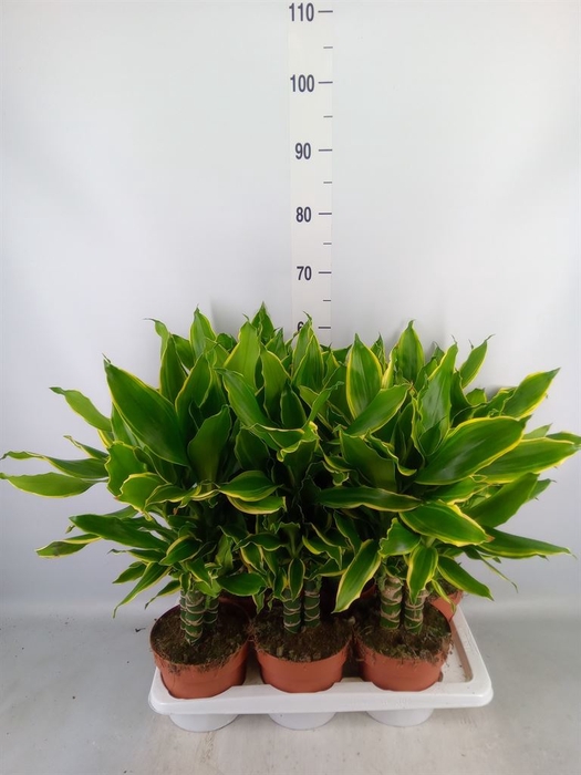 <h4>Dracaena frag. 'Golden Coast'</h4>