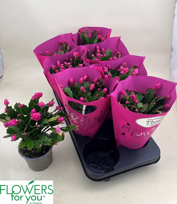 <h4>SCHLUMB GEM 2 KL</h4>