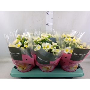 Begonia elat. HL 'Valentino White'