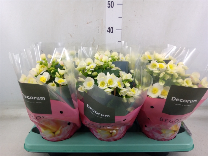 <h4>Begonia elat. HL 'Valentino White'</h4>