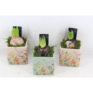 arr4 Hyacint RN - Floral portuguese