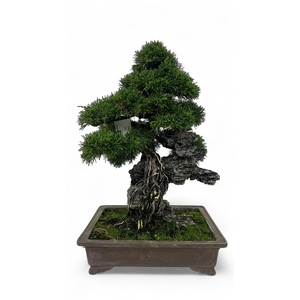 Juniperus chinensis over rock, 33 cm., height 50cm. (single item)