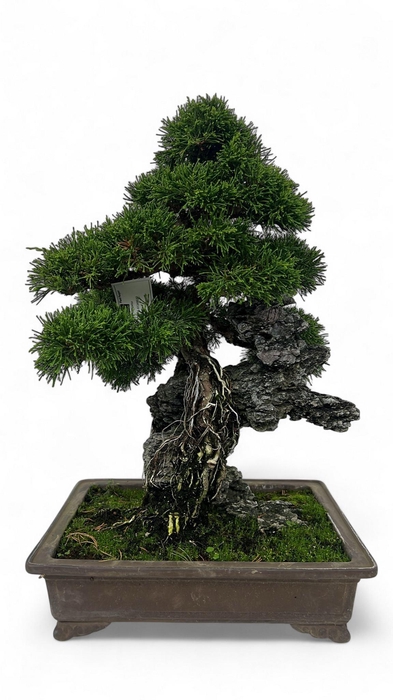 <h4>Juniperus chinensis over rock, 33 cm., height 50cm. (single item)</h4>