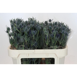 Eryngium Blue Dynamite