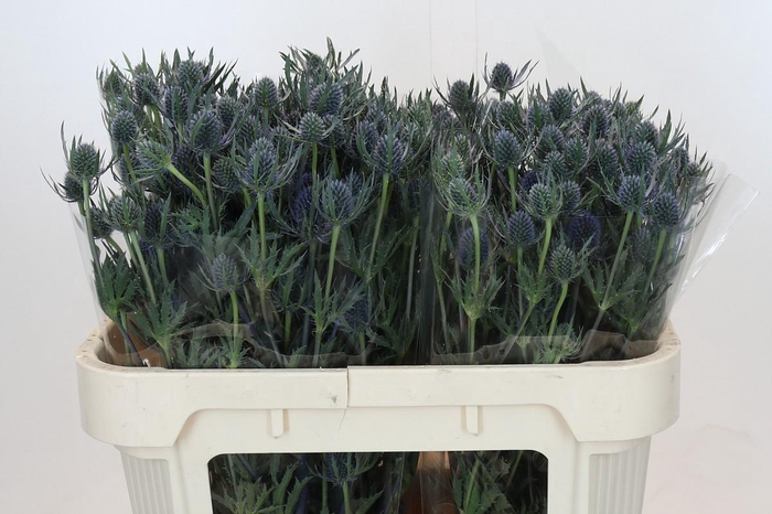 Eryngium Blue Dynamite