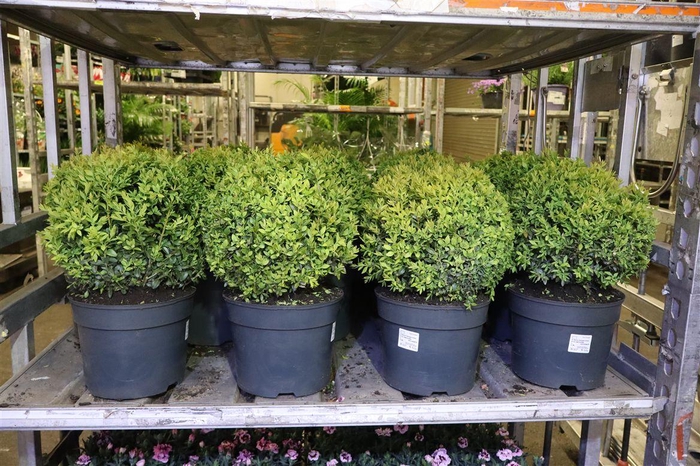 <h4>Buxu Sempervirens</h4>