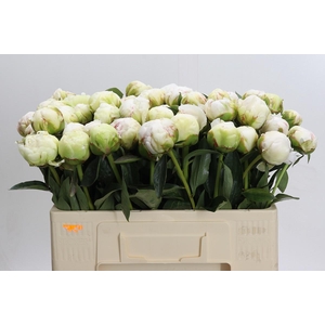 Paeonia Bowl Of Cream