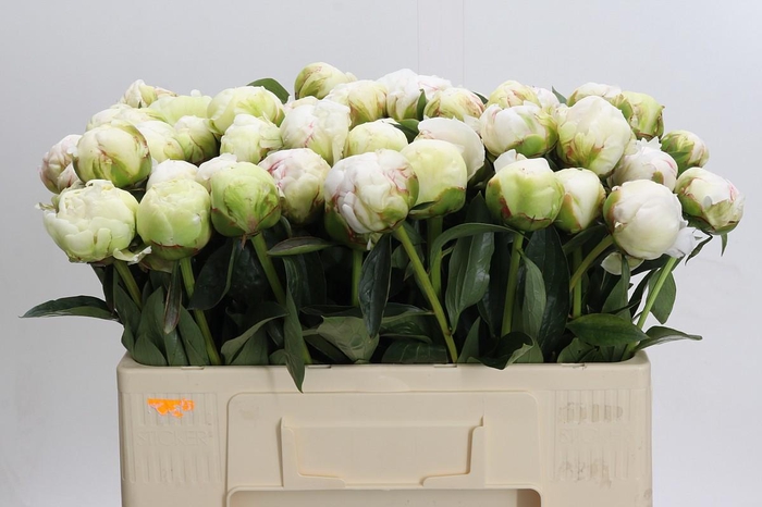 Paeonia Bowl Of Cream