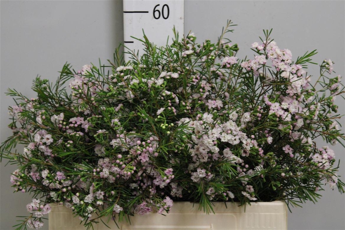 <h4>Chame Un Danc Queen</h4>