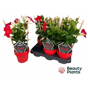 MANDE SUN EA SCARLET