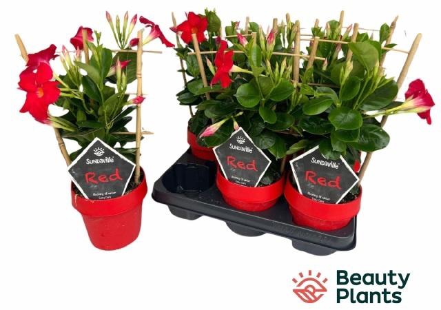 <h4>MANDE SUN EA SCARLET</h4>