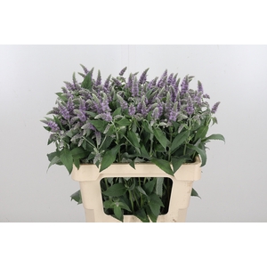Mentha Silver Queen
