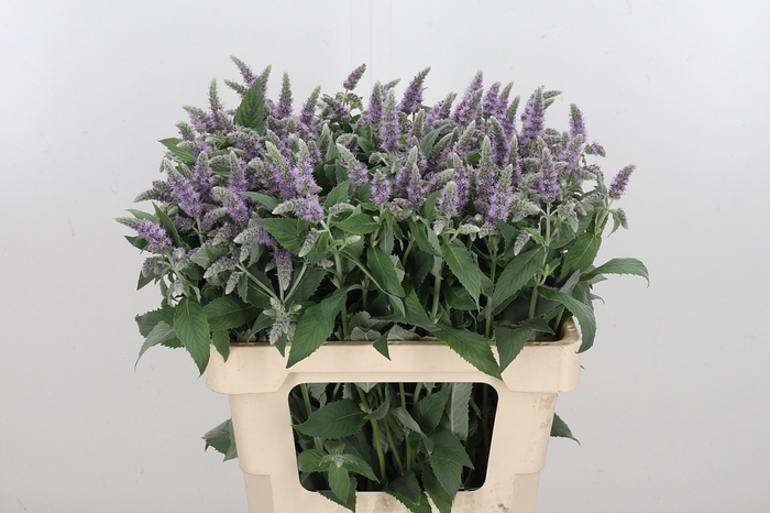 <h4>Mentha Silver Queen</h4>