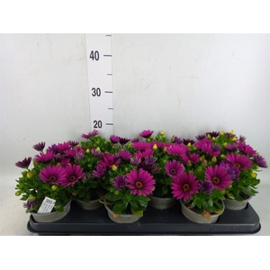 Osteospermum  'Senorita Tanja'