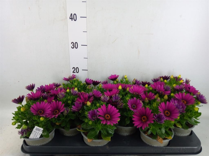<h4>Osteospermum  'Senorita Tanja'</h4>