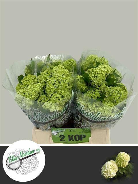 <h4>VIBURNUM ROSEUM (SNEEUWBAL)</h4>