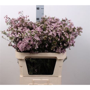 CHAME UN EARLY NIR 85gr