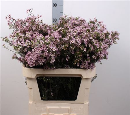 <h4>CHAME UN EARLY NIR 85gr</h4>