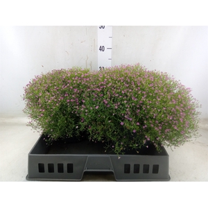 Gypsophila muralis 'Gypsy'