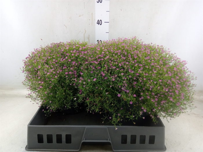 <h4>Gypsophila muralis 'Gypsy'</h4>