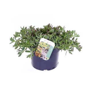 Sedum spurium Tricolor