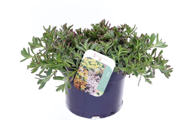 <h4>Sedum spurium Tricolor</h4>