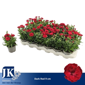 Dianthus Dark Red P 9