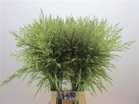 <h4>Siergras Panic Mi Umbrella Green</h4>