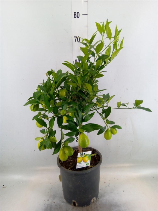 <h4>Citrus   ...</h4>