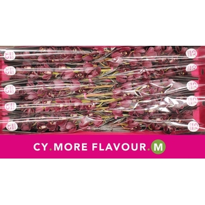 Mini cymbidium 'Howard Robin' 60 cm