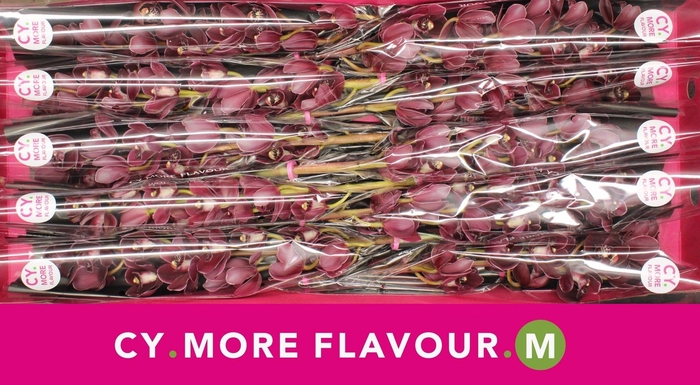 <h4>Mini cymbidium 'Howard Robin' 60 cm</h4>