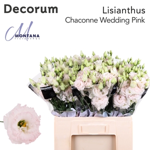 Lisianthus Chaconne wedding pink 60cm