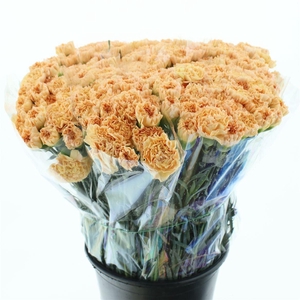 DI ST MONA LISA ORANGE