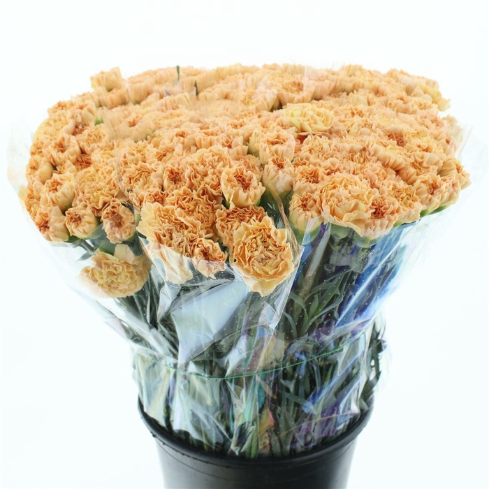 <h4>DI ST MONA LISA ORANGE</h4>