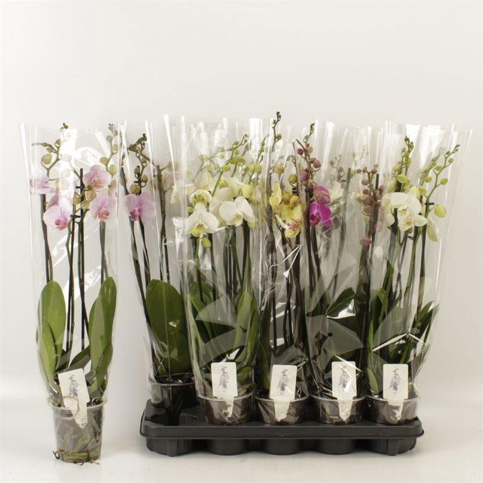 <h4>PHAL GEM 5 KL</h4>