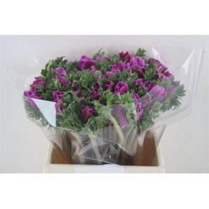 Anem Mistral Super Orchid