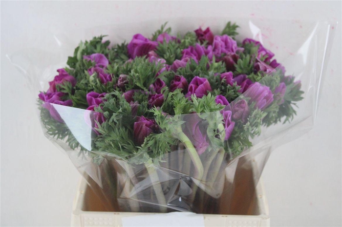 <h4>Anem Mistral Super Orchid</h4>