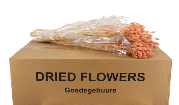 <h4>DROOGBL BEWERKT H%</h4>