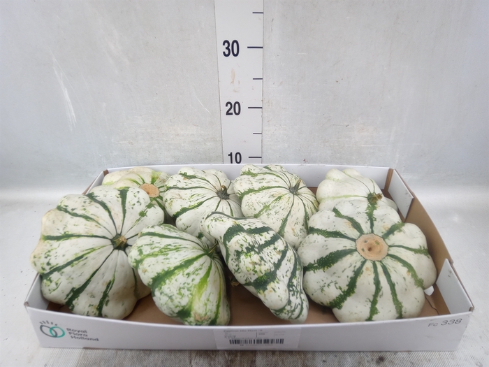 Cucurbita