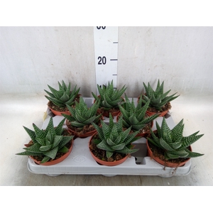 xGasterhaworthia  'Royal Highness'