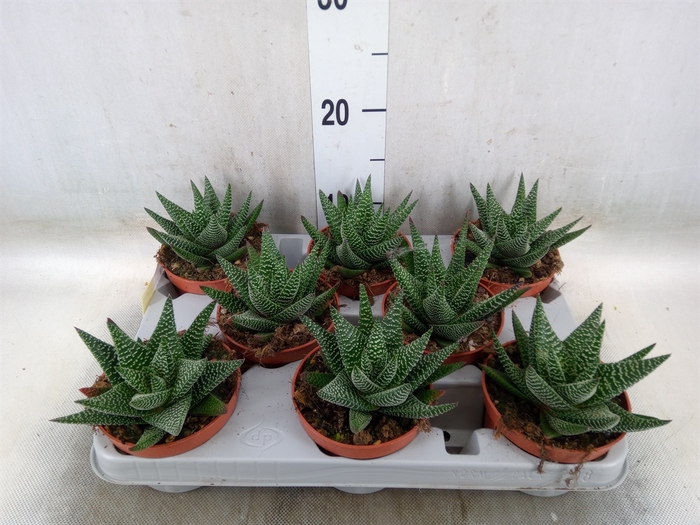 <h4>xGasterhaworthia  'Royal Highness'</h4>