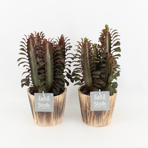 Euphorbia Trigona Rubra in wood bruin