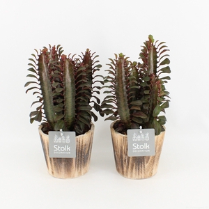 Euphorbia Trigona Rubra in wood bruin