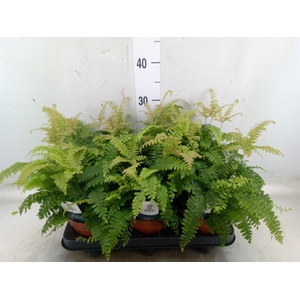 Adiantum tenerum 'Scutum Roseum'
