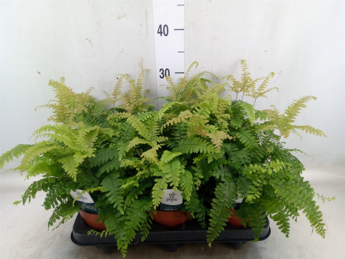 <h4>Adiantum tenerum 'Scutum Roseum'</h4>