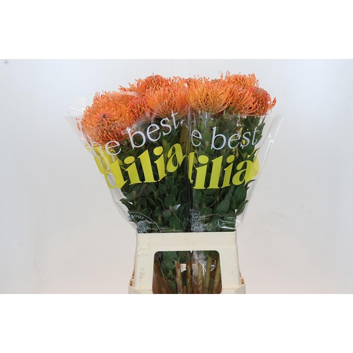 <h4>Leuco Ayoba Man Zest</h4>