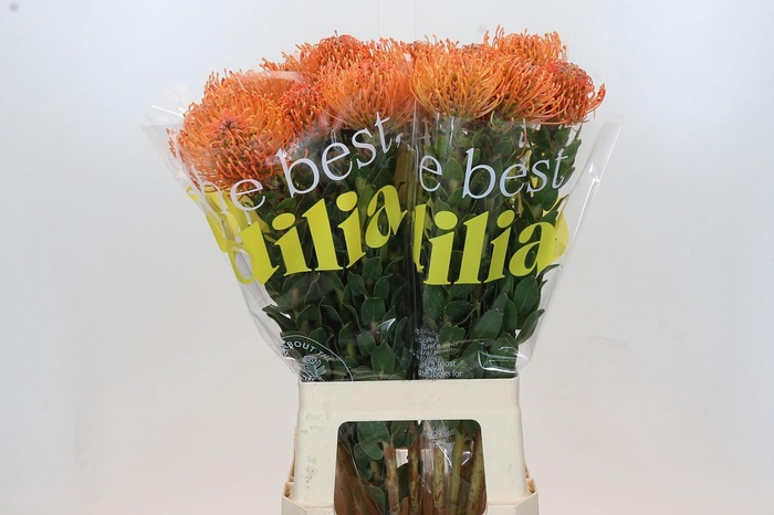 Leuco Ayoba Man Zest