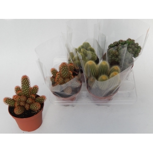 CACTUS GEM